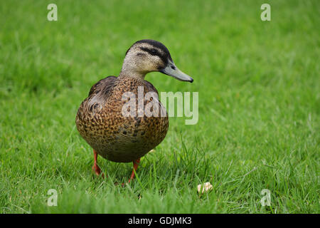 Female Mallard duck on grass Stock Photo
