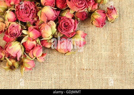 Dried pink  rose hips on linen cloth. Closeup Stock Photo