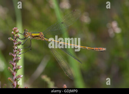 Female emerald damselfly (Lestes sponsa) on heather in Berkshire, England Stock Photo