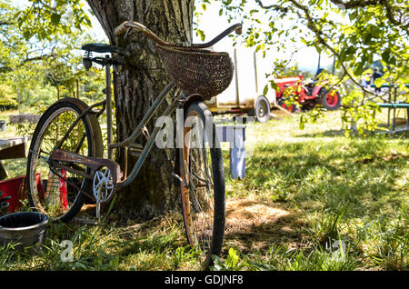 Lavender farm Stock Photo