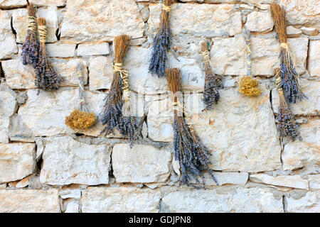 Drying lavender flowers on the stone wall Stock Photo