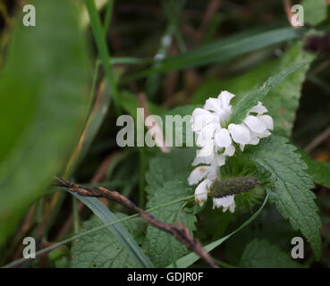 White deadnettle (Lamium album) with blossoms. Stock Photo