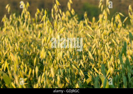 Close up photo of a oat field Stock Photo