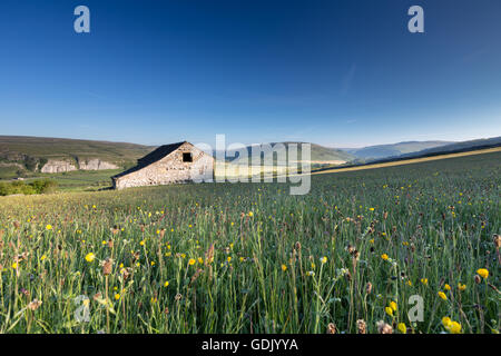 A traditional hay meadow and barn, early summer, in the Yorkshire Dales National Park, England, UK Stock Photo