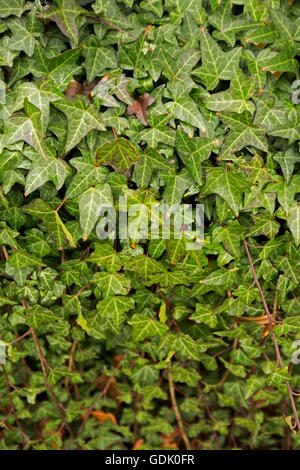 Emerald green European ivy, Hedera helix, an invasive climbing plant on ...