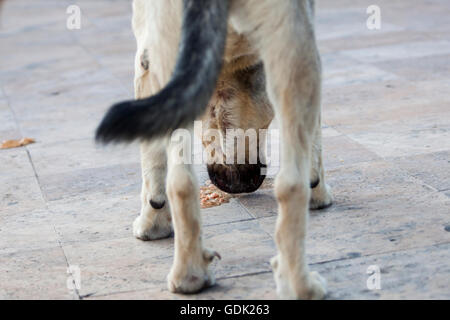 Photo of the stray dog eating on the street with his head in focus between his legs. Stock Photo