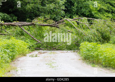 Willow tree blown down across the road by a storm Stock Photo