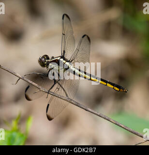 Female Slaty Skimmer (Libellula incesta) Dragonfly resting on a stem Stock Photo