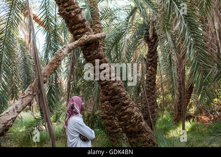 Dakhla Desert Park, a newly designated conservation area within Dakhla Oasis. Egypt Stock Photo