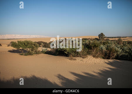 Dakhla Desert Park, a newly designated conservation area within Dakhla Oasis. Egypt Stock Photo