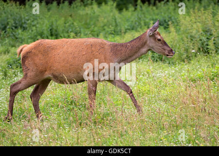 Red deer on the run in the wild Stock Photo