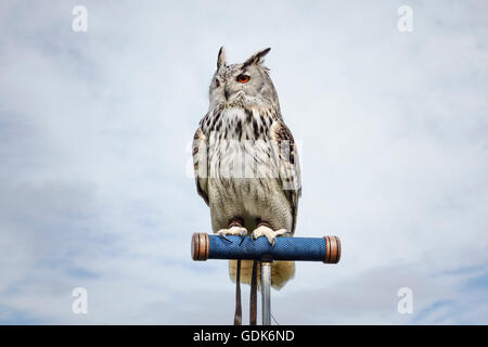 A Siberian Eagle Owl (Bubo bubo sibiricus) at a falconry display in the UK. Stock Photo