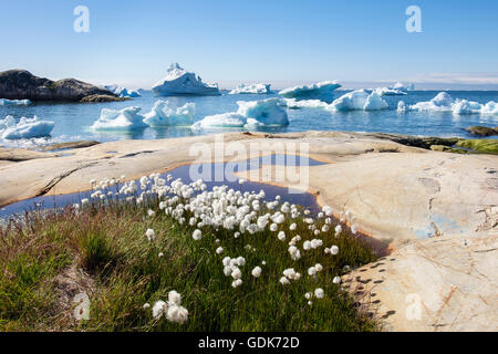 Arctic Cottongrass on seashore with icebergs from Ilulissat Icefjord floating in Disko Bay sea off west coast in summer Ilulissat Greenland Stock Photo