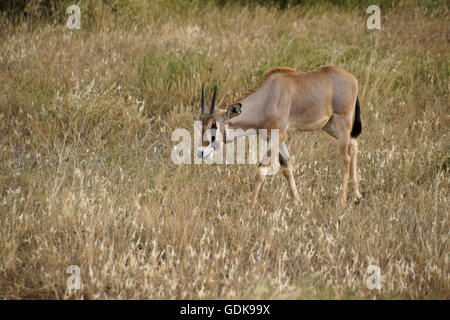 East African oryx (common beisa oryx) calf, Samburu Game Reserve, Kenya Stock Photo