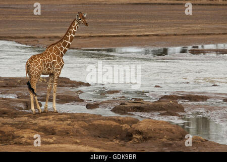 Reticulated giraffe at the Ewaso (Uaso) Nyiro River, Samburu Game Reserve, Kenya Stock Photo