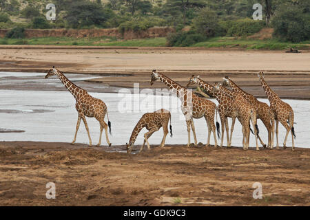 Reticulated giraffes at the Ewaso (Uaso) Nyiro River, Samburu Game Reserve, Kenya Stock Photo