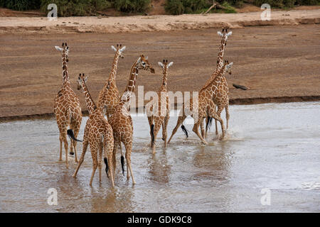 Reticulated giraffes crossing the Ewaso (Uaso) Nyiro River, Samburu Game Reserve, Kenya Stock Photo