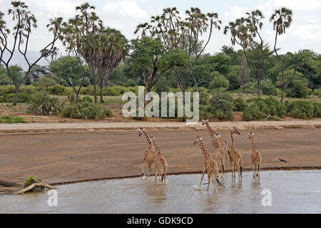 Reticulated giraffes crossing the Ewaso (Uaso) Nyiro River, Samburu Game Reserve, Kenya Stock Photo