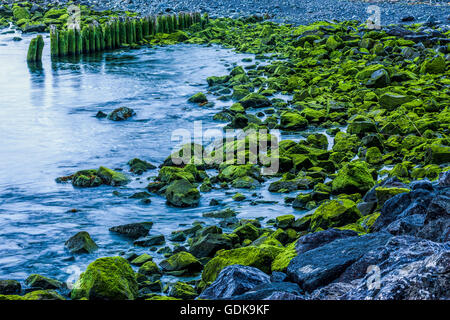 Moss covered rocks along the shoreline on first beach in La Push, Washington.