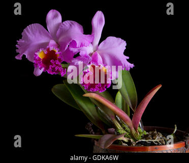 Twin blooms of a Cattelya Orchid, Cattleya labiata, in morning light. Stock Photo