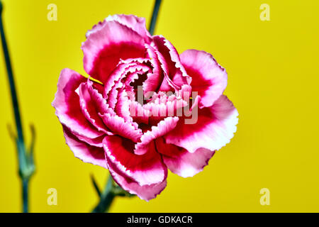 Beautiful pink carnation flower on a yellow background Stock Photo
