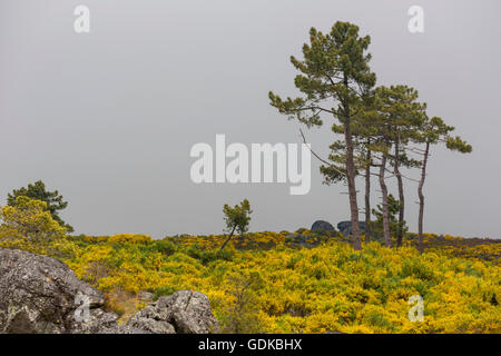 barren highlands with gorse in bloom in the Sierra do Alvao, Mondrões, District of Vila Real, Portugal, Europe, Travel, Stock Photo