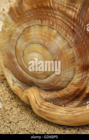 A shell believed to be a Bull’s-mouth helmet against a sand background Stock Photo