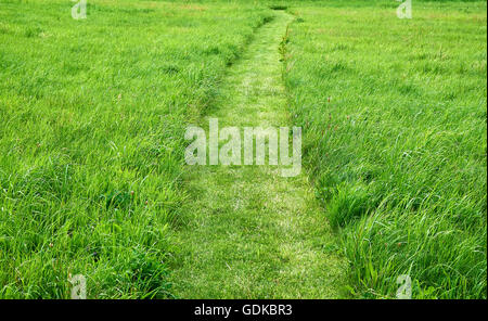 Very clear and lightly curved cut path leading through a field of rough fresh green grass Stock Photo