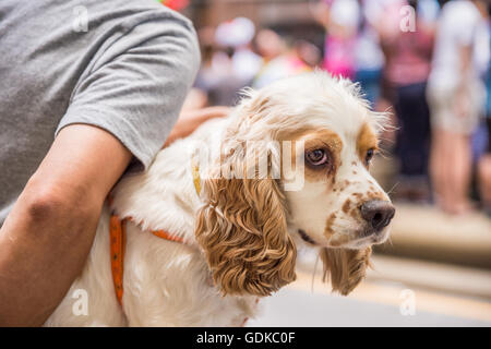 Young sable and white Cocker Spaniel in owner's arms Stock Photo