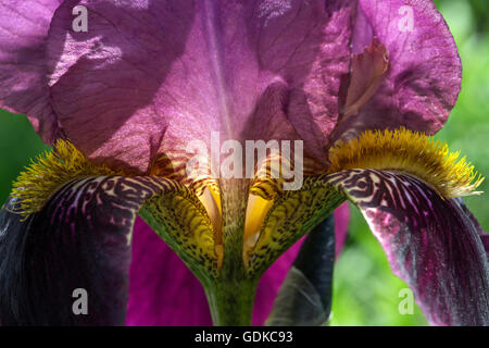 Iris (Iris sp.), bearded iris, closeup, Baden-Württemberg, Germany Stock Photo