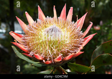 King protea (Protea cynaroides), Madeira, Portugal Stock Photo