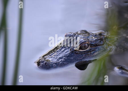 Baby alligator, lying still in the Everglades Stock Photo