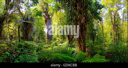 Subtropical rainforest, kauri (Agathis australis) tree behind, Tāne Mahuta, Lord of the Forest, largest living kauri tree Stock Photo