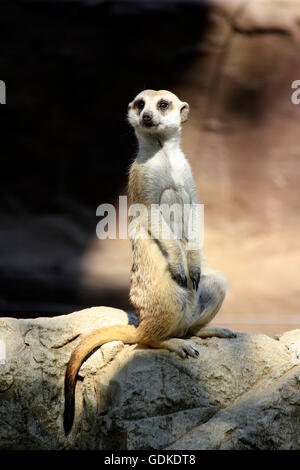 Small animal called Meerkat watching. Stock Photo