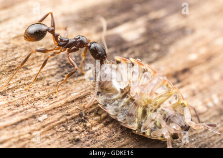 A Spine-waisted Ant (Aphaenogaster picea) carries its scavenged food, a Common Striped Woodlouse, back to its nest. Stock Photo