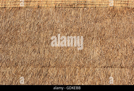 hay or dry grass background Stock Photo