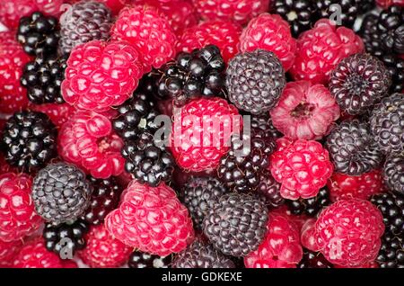 Wild berries: red raspberries, black raspberries (black caps) and trailing blackberries. Comox Valley, BC, Canada Stock Photo