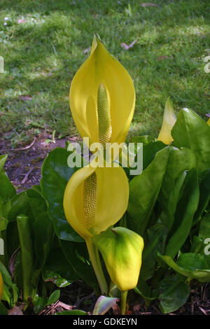Yellow skunk cabbage (Lysichiton americanus) flowers Stock Photo