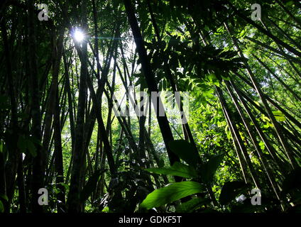 Sun ray shining through the bamboo grove creating bamboo trees silhouette Stock Photo