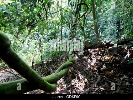 Twisted vine, also called liana, inside a tropical jungle. Stock Photo