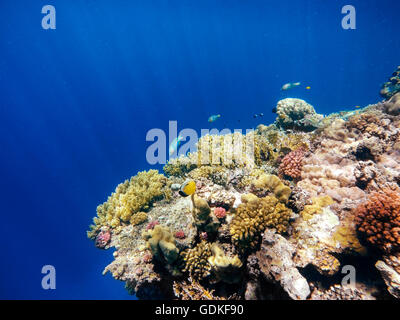 Coral and fish in the Red Sea. Klunzinger's Wrasse (Thalassoma rueppellii)and masked butterfly fish, in background deep blue sea Stock Photo