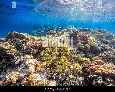 Coral and fish in the Red Sea. In front is Klunzinger's Wrasse (Thalassoma rueppellii)Also known as Lunate-tailed Wrasses, in ba Stock Photo