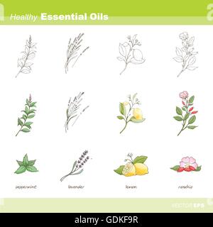 Healthy essential oils set: mint, lavender, lemon and rosehip Stock Vector