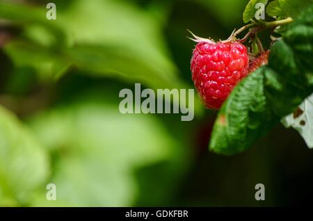 Red raspberry on bush. Comox Valley, Vancouver Island, BC, Canada Stock Photo