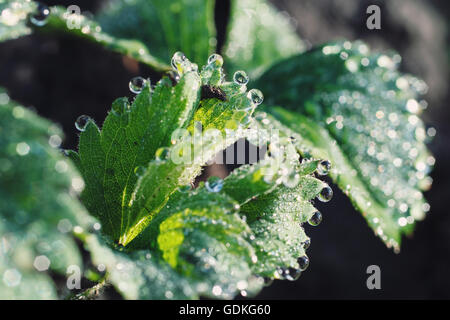 dew drops on the leaves of strawberry Stock Photo
