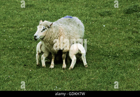 zoology / animals, mammal / mammalian, sheep, (Ovis), dam with lamb, sheep with two lamb standing in meadow, Stock Photo