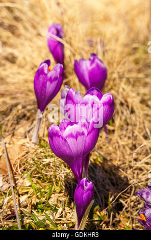 Blooming violet crocuses in mountains Stock Photo