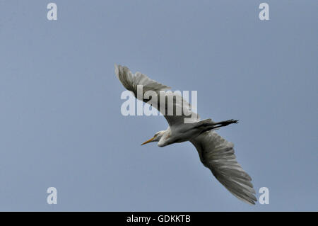 Noida, Uttar Pradesh, India- 4 September, 2013: Cattle Egret Bubulcus ibis (Linnaeus) in flight during breeding season at Noida, Uttar Pradesh, India. Stock Photo