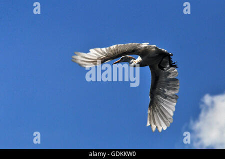 Noida, Uttar Pradesh, India- 4 September, 2013: Cattle Egret Bubulcus ibis (Linnaeus) in flight during breeding season at Noida, Uttar Pradesh, India. Stock Photo