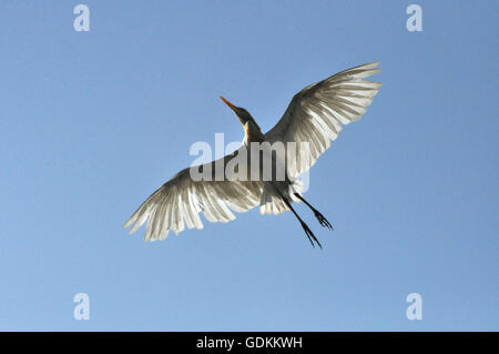 Noida, Uttar Pradesh, India- 4 September, 2013: Cattle Egret Bubulcus ibis (Linnaeus) in flight during breeding season at Noida, Uttar Pradesh, India. Stock Photo